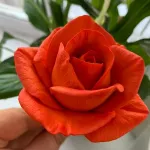 forma silikonowa Róża Maria duża