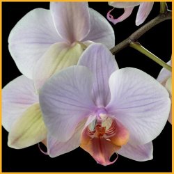 Zapach do mydeł Dzika Orchidea IPRA