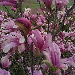 Magnolia - zapach do świec IPRA