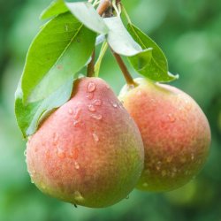 Zapach Uniwersalny - French Pear