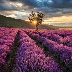 Zapach Uniwersalny - Mediterranean Lavender (ml)