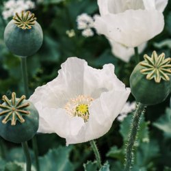 Zapach Uniwersalny - Opium