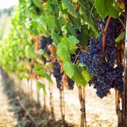 Zapach Uniwersalny - Tuscan Vineyard